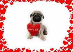 Valentine's Day : I Just Wanted to Say "I Love You" (Great Book for Kids)(Valentine's Day Book)(age 4 - 9)