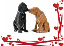 Valentines Day : Even Animals Kiss (Great Book for Valentines Day) (Great Book for Kids)